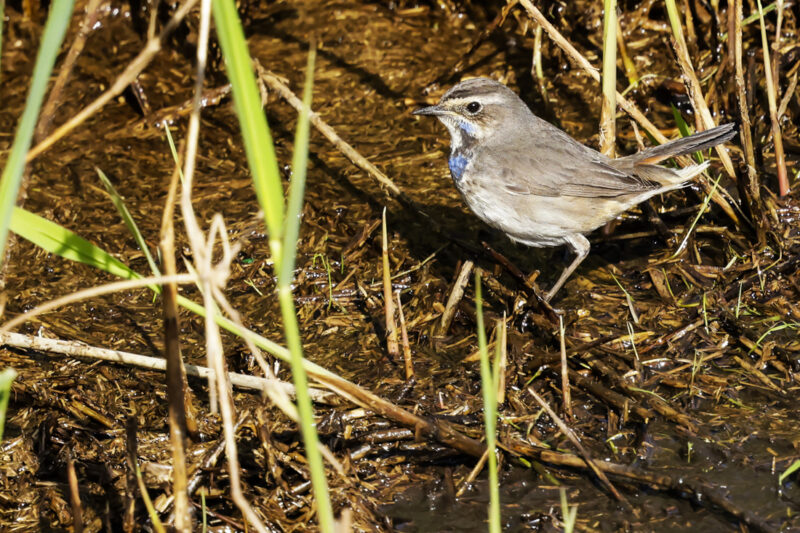 Gorgebleue à miroir femelle en Brière